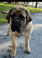 Onyx, a male English Mastiff for sale in Narvon, PA – 4 of 5