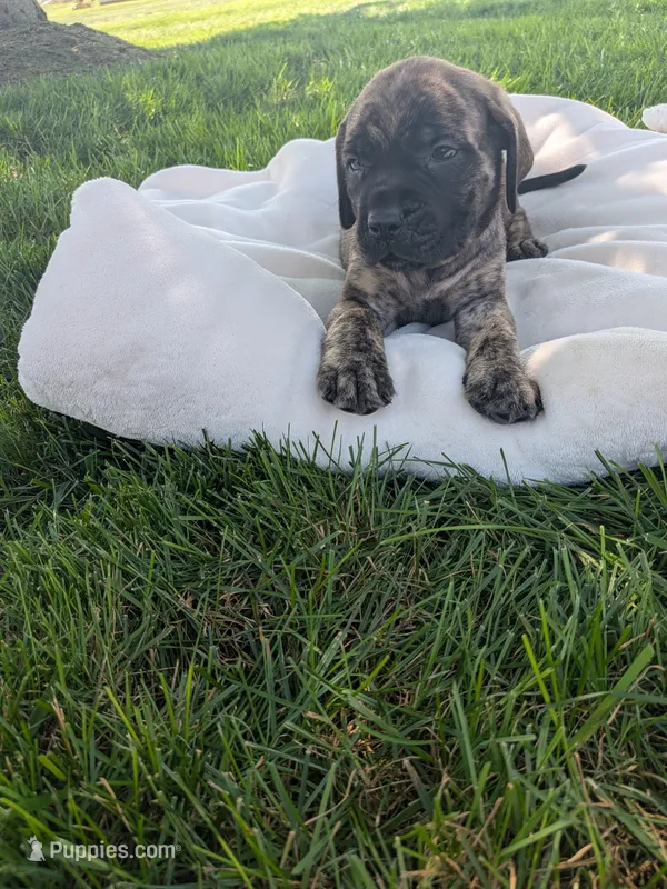 Oatmeal – English Mastiff puppy for sale in Narvon, PA