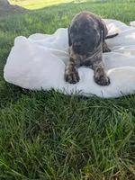 Oatmeal, a female English Mastiff for sale in Narvon, PA – 1 of 1