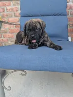 Olive, a female English Mastiff for sale in Narvon, PA – 6 of 8