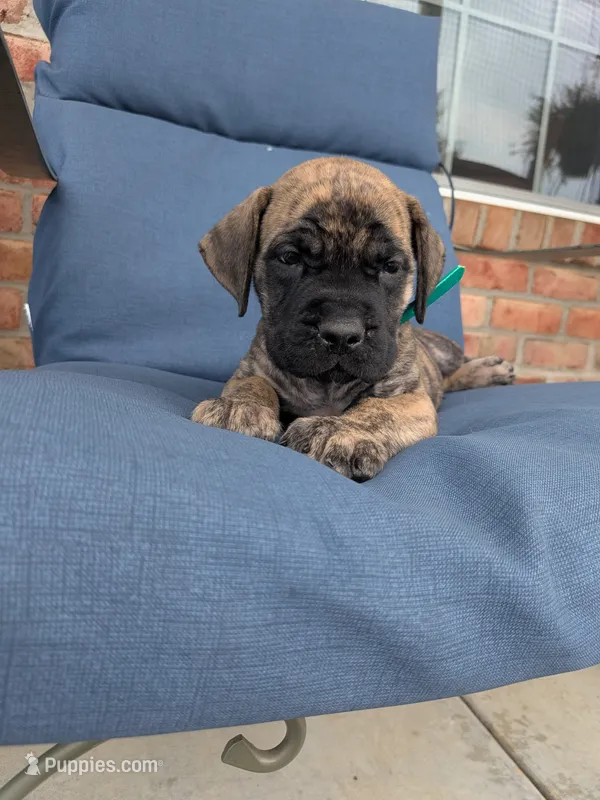 Otis – English Mastiff puppy for sale in Narvon, PA