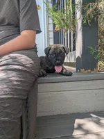 Oscar, a male English Mastiff for sale in Narvon, PA – 3 of 5