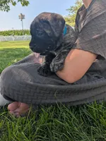Opal, a female English Mastiff for sale in Narvon, PA – 2 of 3