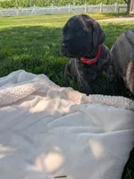 Olivia , a female English Mastiff for sale in Narvon, PA – 5 of 5