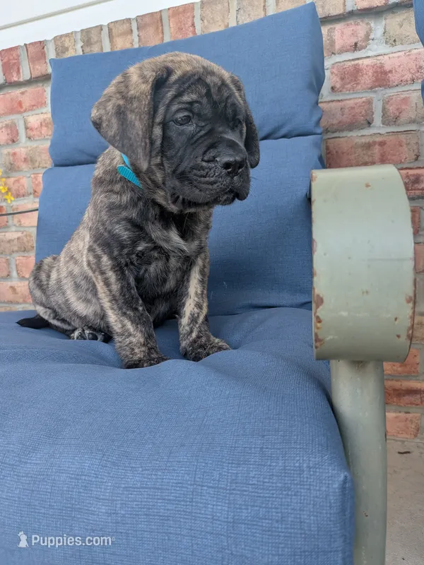 Opal – English Mastiff puppy for sale in Narvon, PA
