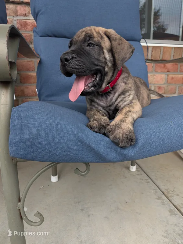 Oscar – English Mastiff puppy for sale in Narvon, PA