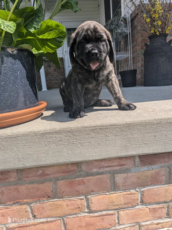 Olivia  – English Mastiff puppy for sale in Narvon, PA