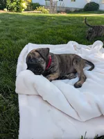 Oscar, a male English Mastiff for sale in Narvon, PA – 2 of 5