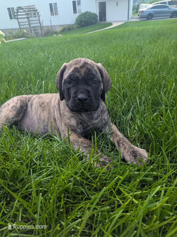 Oatmeal – English Mastiff puppy for sale in Narvon, PA