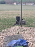 Olivia , a female English Mastiff for sale in Narvon, PA – 3 of 5