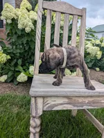 Oliver, a male English Mastiff for sale in Narvon, PA – 3 of 3