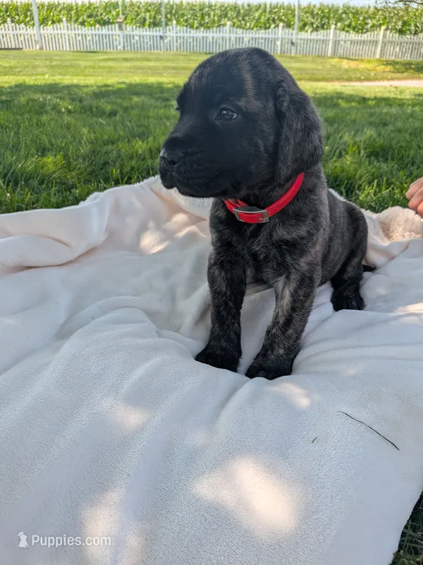 Olivia  – English Mastiff puppy for sale in Narvon, PA