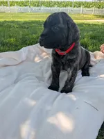Olivia , a female English Mastiff for sale in Narvon, PA – 1 of 5