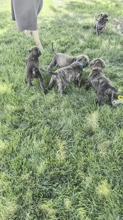 Olive, a female English Mastiff for sale in Narvon, PA – 2 of 2