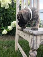 Oliver, a male English Mastiff for sale in Narvon, PA – 2 of 3