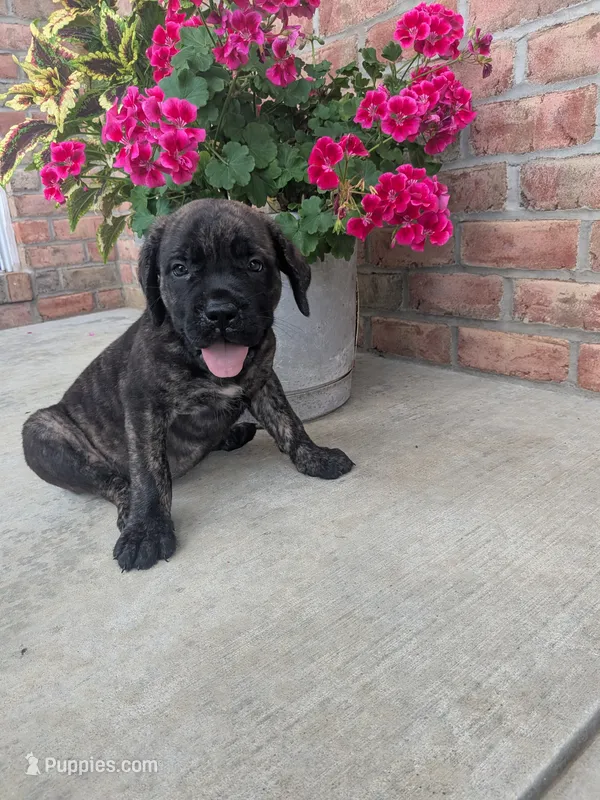 Olive – English Mastiff puppy for sale in Narvon, PA