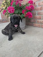 Olive, a female English Mastiff for sale in Narvon, PA – 3 of 8