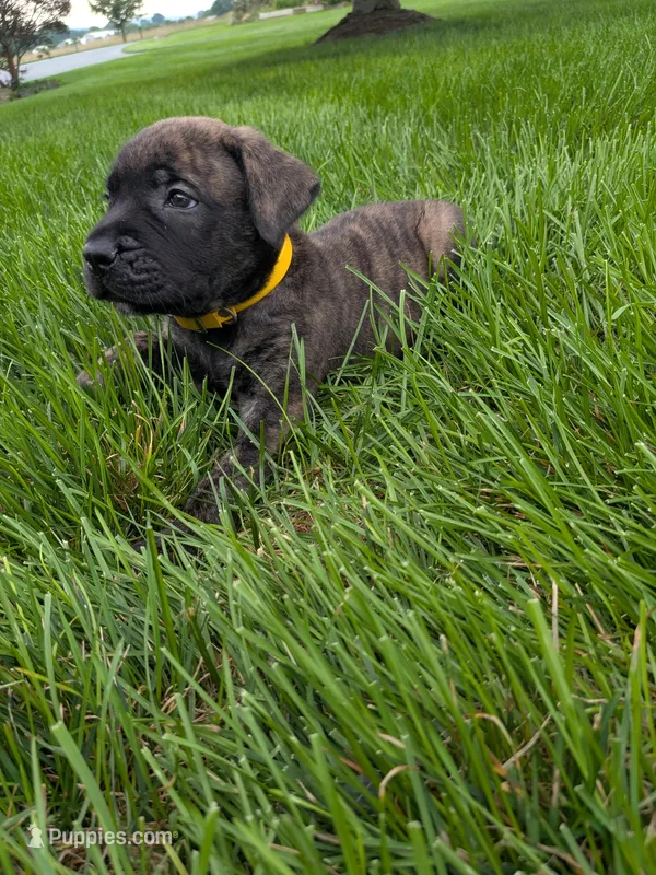 Onyx – English Mastiff puppy for sale in Narvon, PA