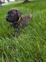 Onyx, a male English Mastiff for sale in Narvon, PA – 1 of 5