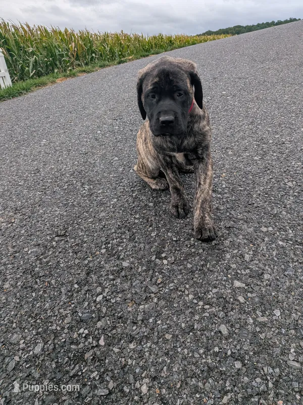 Pansy  – English Mastiff puppy for sale in Narvon, PA