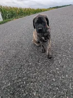 Pansy , a female English Mastiff for sale in Narvon, PA – 1 of 2