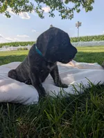 Opal, a female English Mastiff for sale in Narvon, PA – 3 of 3