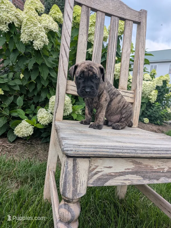 Oliver – English Mastiff puppy for sale in Narvon, PA