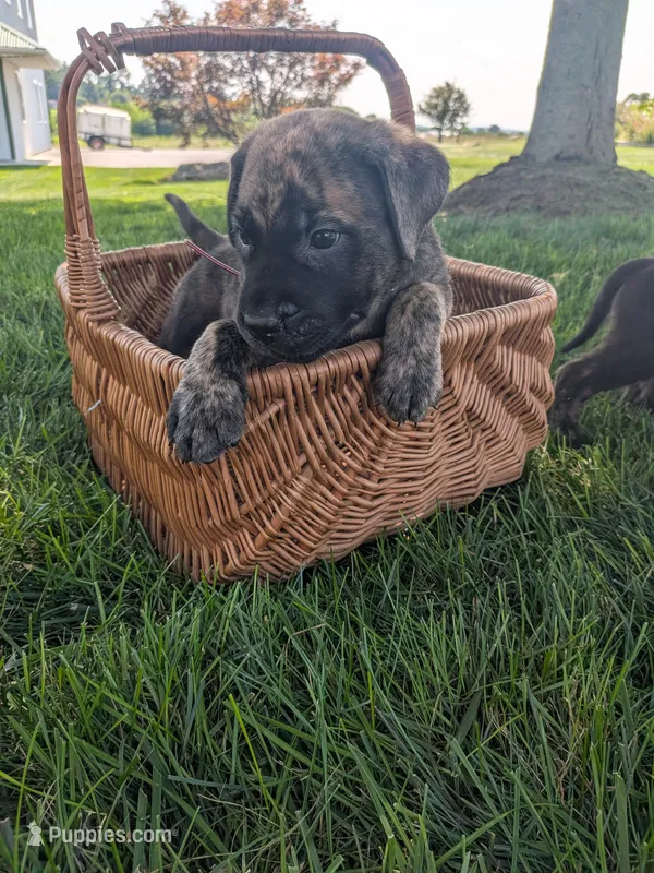 Oreo – English Mastiff puppy for sale in Narvon, PA