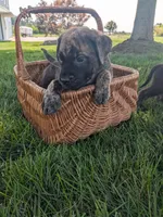 Oreo, a male English Mastiff for sale in Narvon, PA – 1 of 1