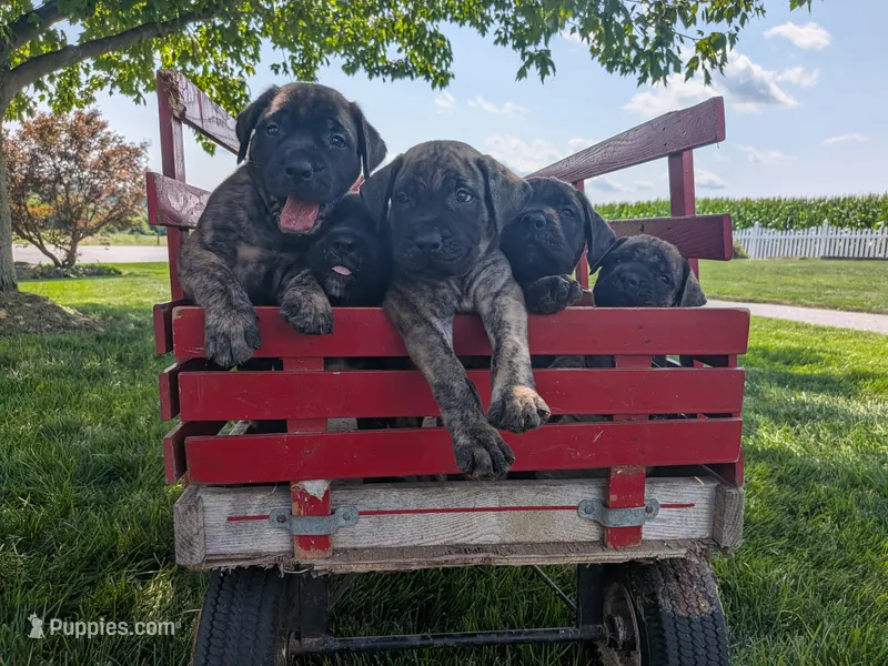 Opal – English Mastiff puppy for sale in Narvon, PA