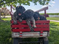 Opal, a female English Mastiff for sale in Narvon, PA – 1 of 3