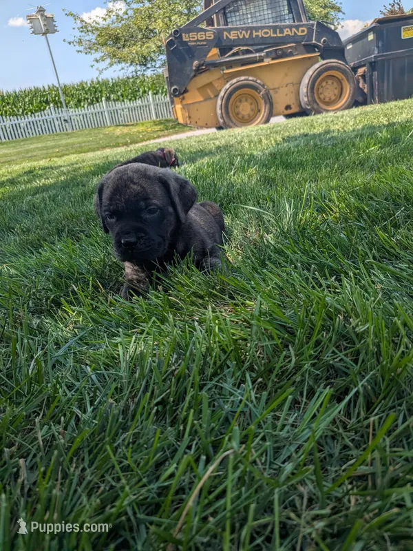 Olive – English Mastiff puppy for sale in Narvon, PA