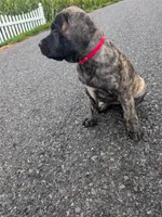 Pansy , a female English Mastiff for sale in Narvon, PA – 2 of 2