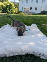 Otis, a male English Mastiff for sale in Narvon, PA – 2 of 2