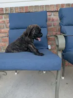 Olive, a female English Mastiff for sale in Narvon, PA – 5 of 8