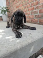 Olive, a female English Mastiff for sale in Narvon, PA – 2 of 8