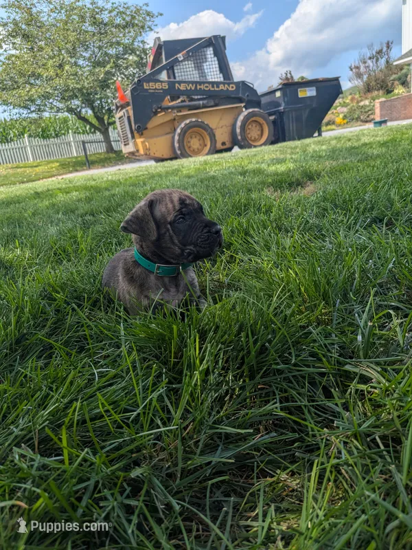 Otis – English Mastiff puppy for sale in Narvon, PA