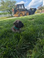 Otis, a male English Mastiff for sale in Narvon, PA – 1 of 2
