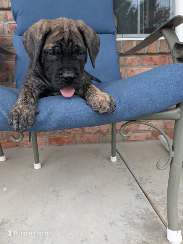Otter – English Mastiff puppy for sale in Narvon, PA