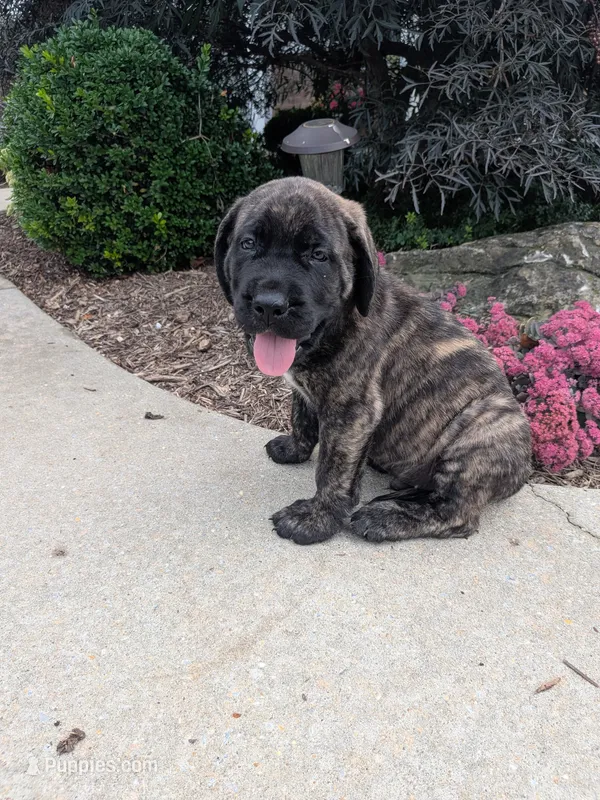 Owen – English Mastiff puppy for sale in Narvon, PA