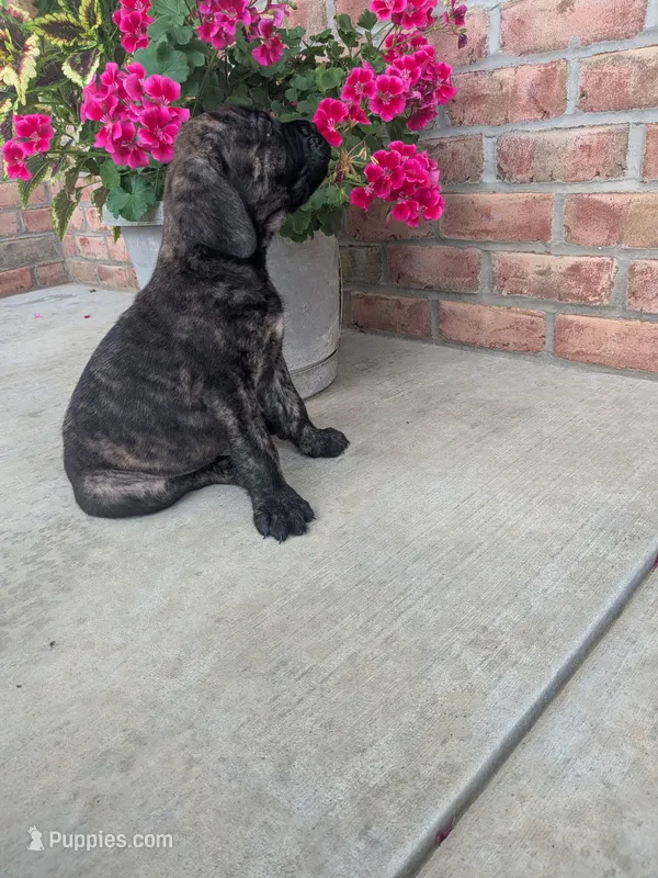 Olive – English Mastiff puppy for sale in Narvon, PA