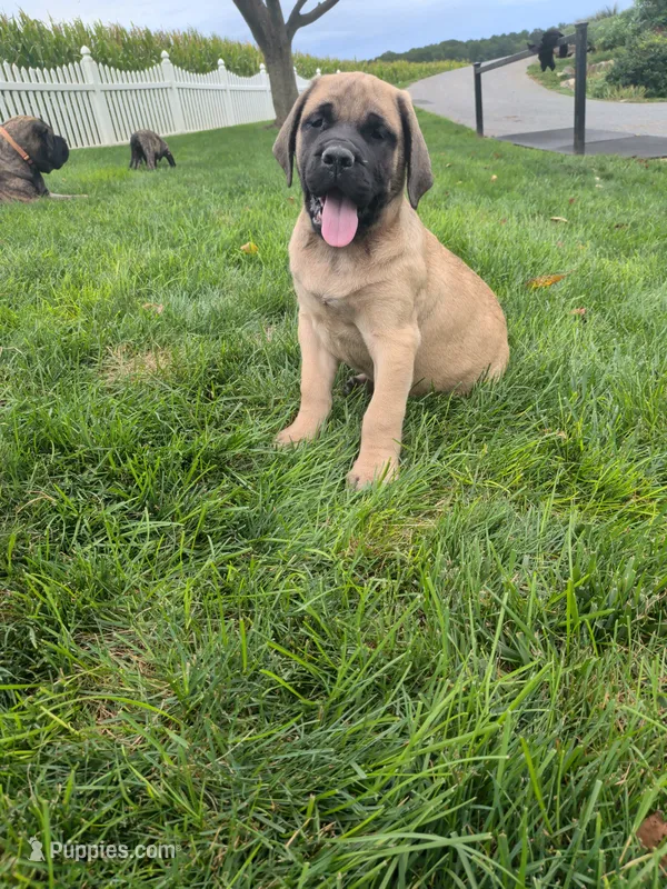 Poppy – English Mastiff puppy for sale in Narvon, PA