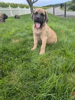 Poppy, a female English Mastiff for sale in Narvon, PA – 1 of 1