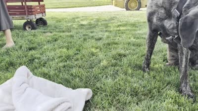 Oscar, a male English Mastiff for sale in Narvon, PA – 5 of 5