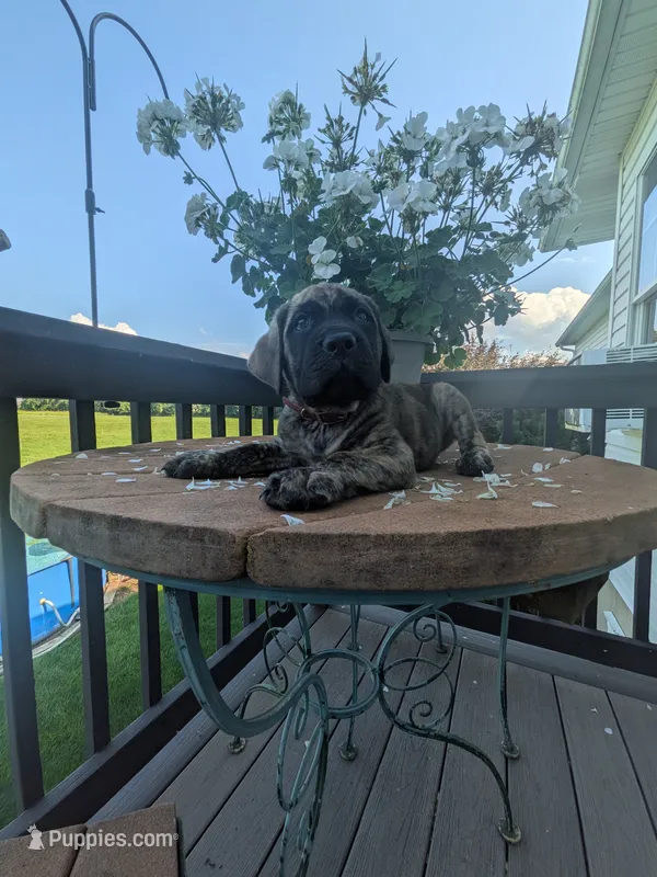 Oreo – English Mastiff puppy for sale in Narvon, PA