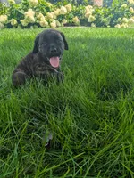 Olive, a female English Mastiff for sale in Narvon, PA – 8 of 8