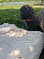 Olivia , a female English Mastiff for sale in Narvon, PA – 2 of 5
