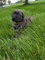 Onyx, a male English Mastiff for sale in Narvon, PA – 3 of 5