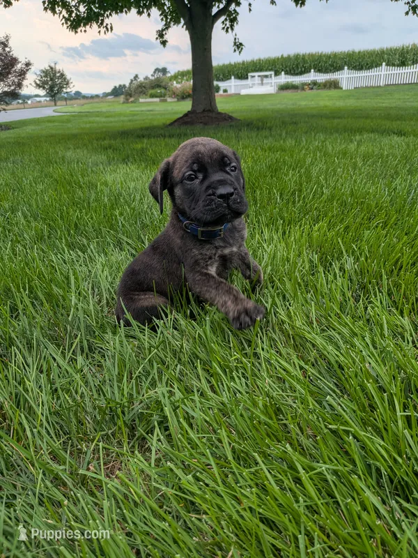 Otter – English Mastiff puppy for sale in Narvon, PA