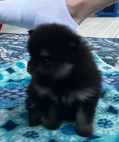 Henrietta, a female Pomeranian for sale in Shawano, WI – 5 of 10